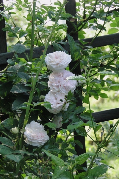 'Félicité Parmentier' rose photo