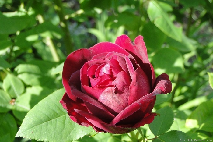 'Souvenir du Docteur Jamain (Hybrid Perpetual, Lacharme, 1865)' rose photo