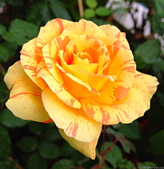 'Tropical Sunset ™ (hybrid tea, McGredy, 1988)' rose photo