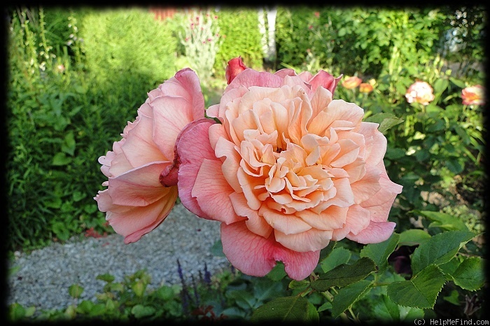 'Aloha ® (climber, LCl, Kordes 2003)' rose photo