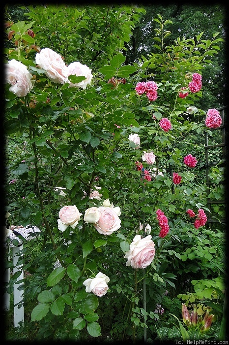 'Eden Rose 85' rose photo