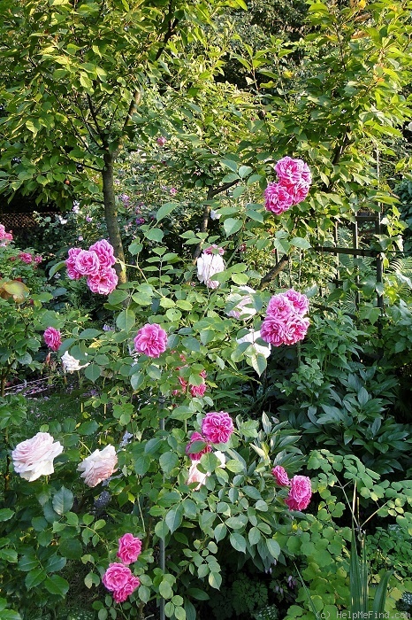 'Elmshorn' rose photo