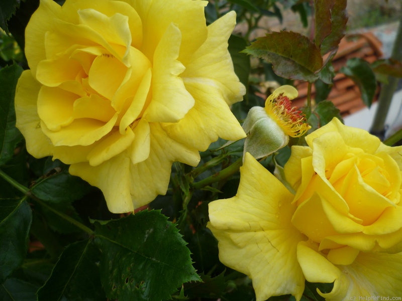 'Friesia (floribunda, Kordes 1973)' rose photo