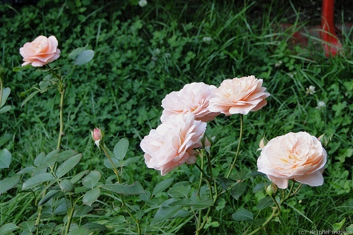 'Sangerhäuser Jubiläumsrose ® (floribunda, Kordes, 2003)' rose photo