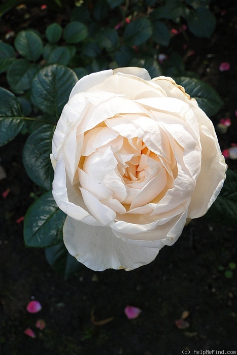 'Summer Memories' rose photo