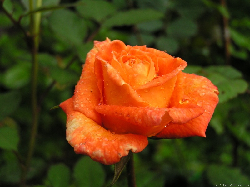 '12 Westerland OP 03' rose photo