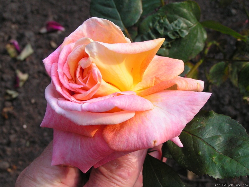 '12 Westerland OP 03' rose photo