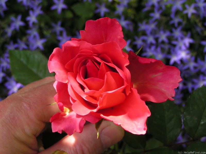 '12 Westerland OP 06' rose photo