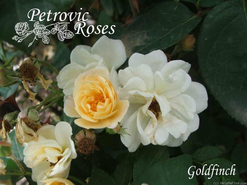 'Goldfinch (Rambler, Paul 1907)' rose photo