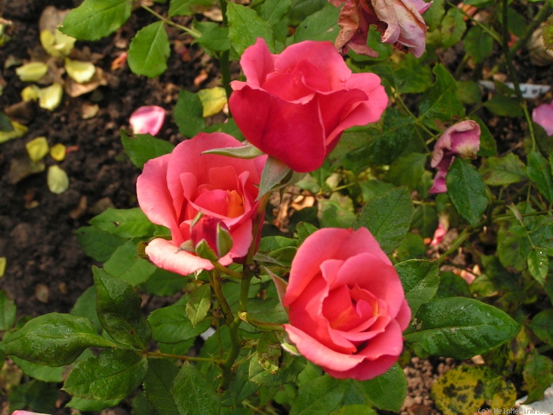 '12 Westerland OP 06' rose photo