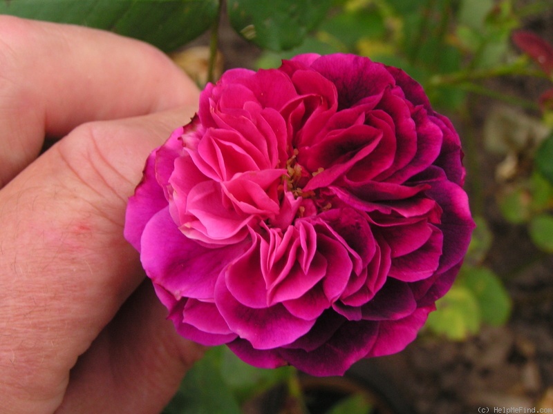'12 Erinnerung an Brod OP' rose photo