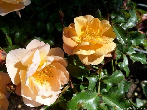 'Sedana' rose photo
