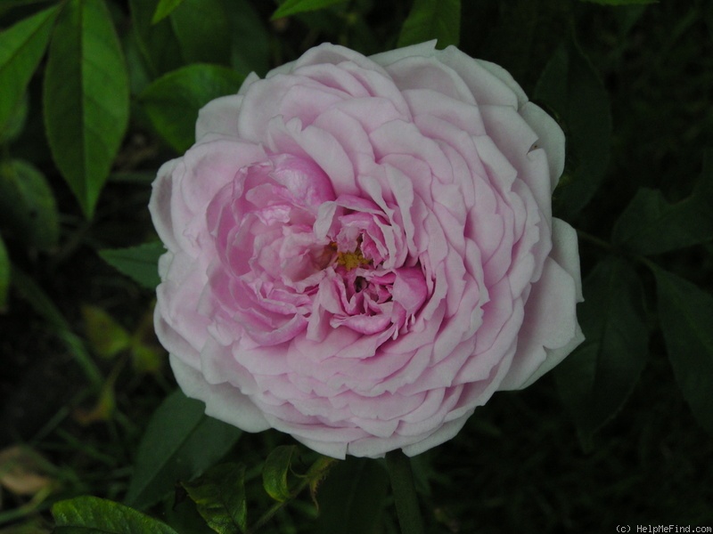 'Annie Laurie McDowell' rose photo