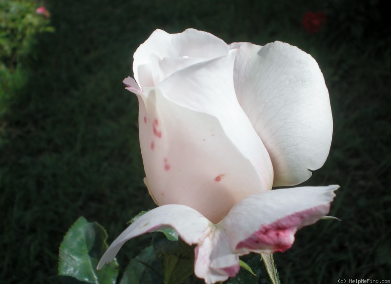 'Royal Copenhagen ®' rose photo