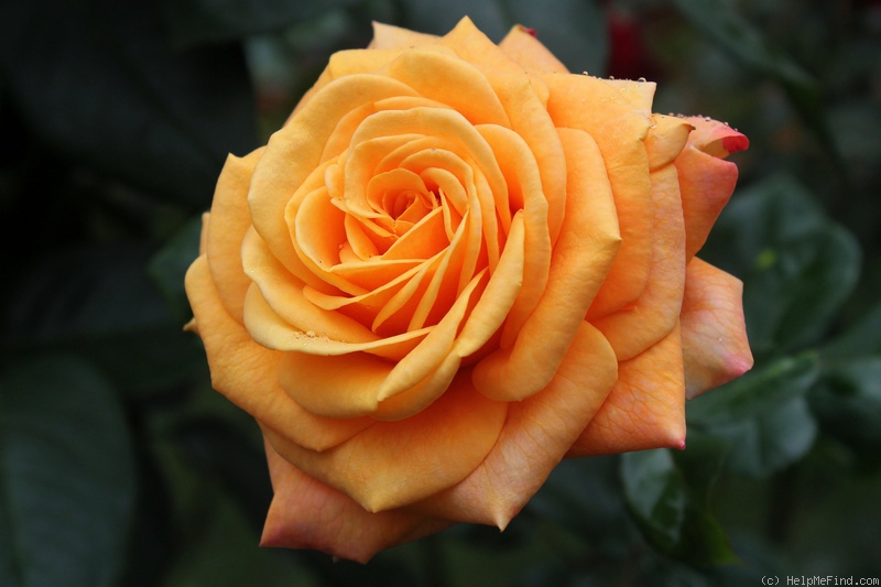 'Devotion (hybrid tea, Ilsink, 2003)' rose photo