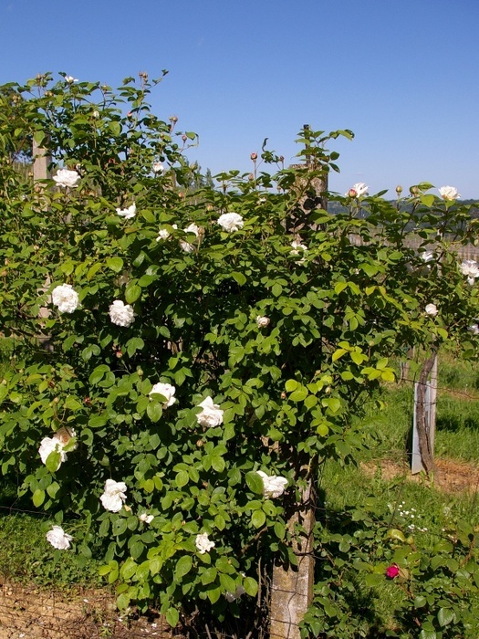 'Winchester Cathedral ®' rose photo