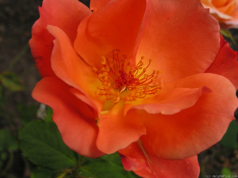 '12 Westerland OP 10' rose photo