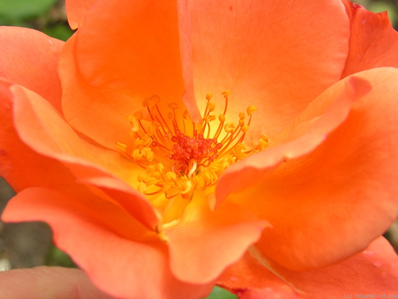 '12 Westerland OP 10' rose photo