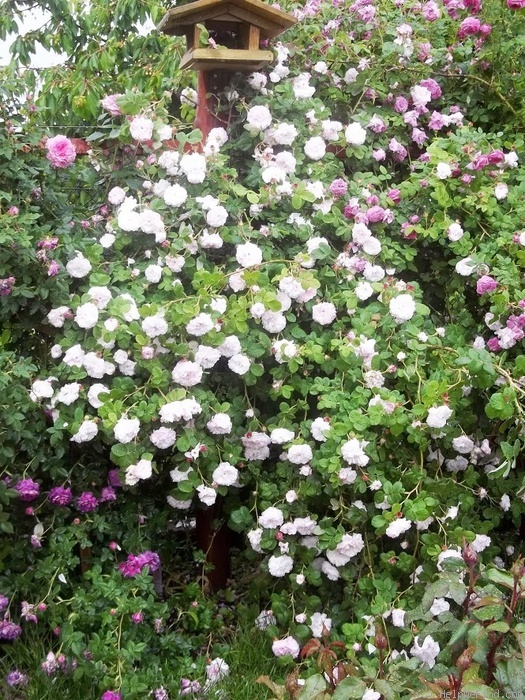 'Léda (damask, Unknown before 1818)' rose photo