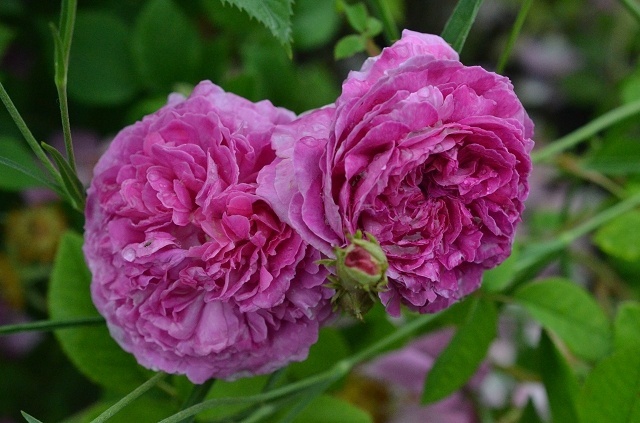 'Ambroise Paré (gallica, Vibert, 1846)' rose photo