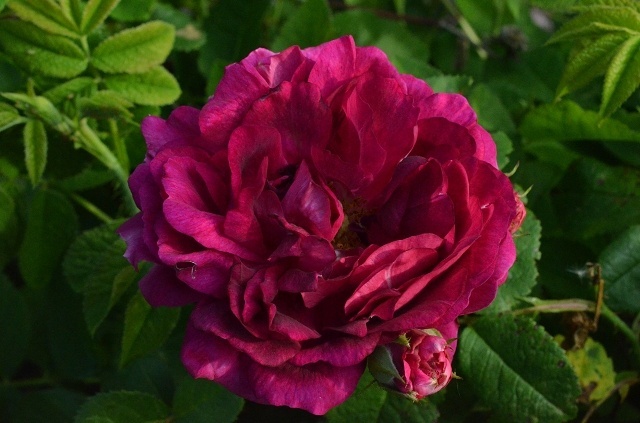'Great Western (hybrid bourbon, Laffay 1838)' rose photo