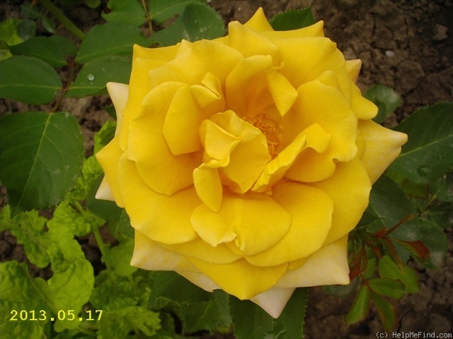 'Honey Dijon ™ (hybrid tea, Sproul 2003)' rose photo