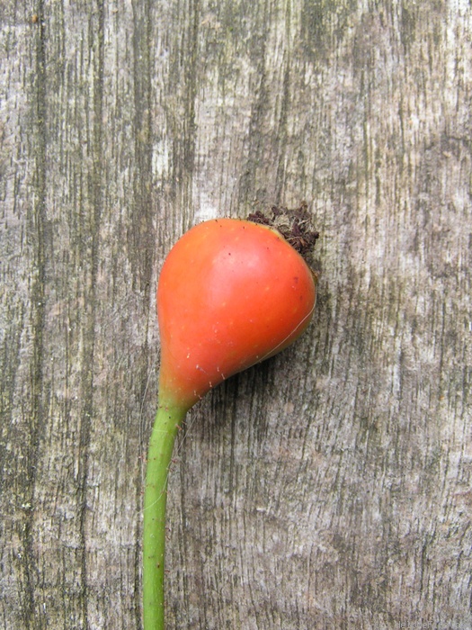 'Erinnerung an Brod' rose photo