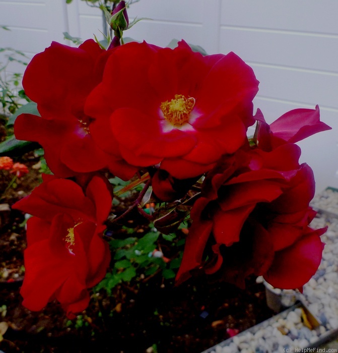 'Schwarzer Samt' rose photo