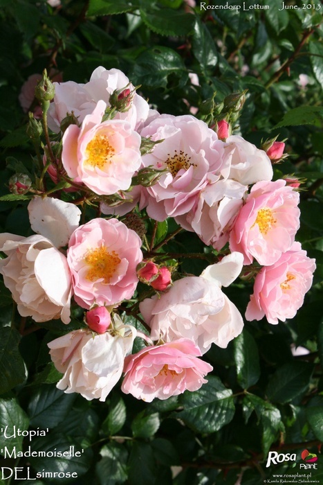 'Utopia ® (floribunda, Delbard 2012)' rose photo
