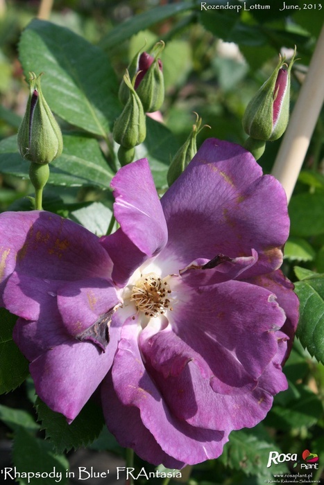 'Rhapsody in Blue ™' rose photo