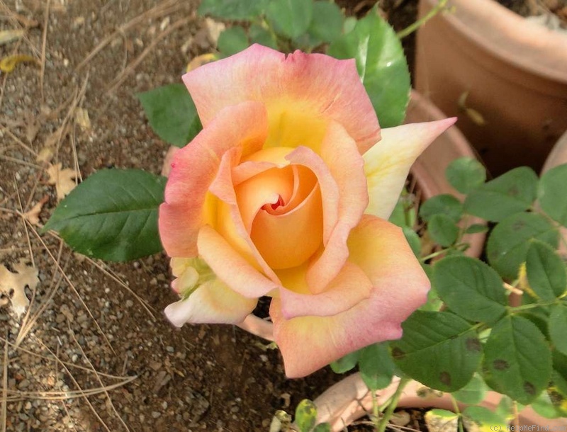 'Mr. Chips' rose photo
