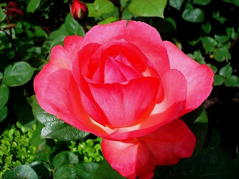 'Panthère Rose ®' rose photo