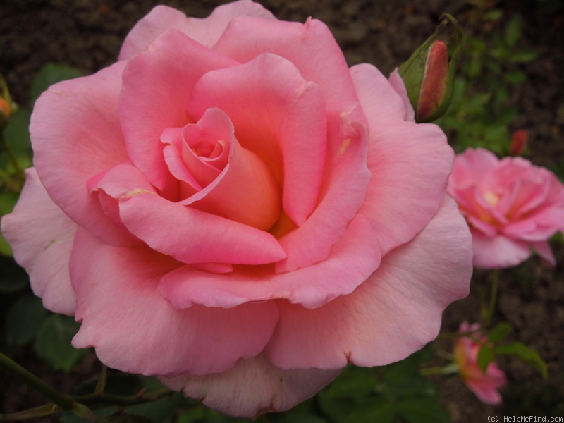 'Pink Paradise (hybrid tea, Delbard, 2004/11)' rose photo