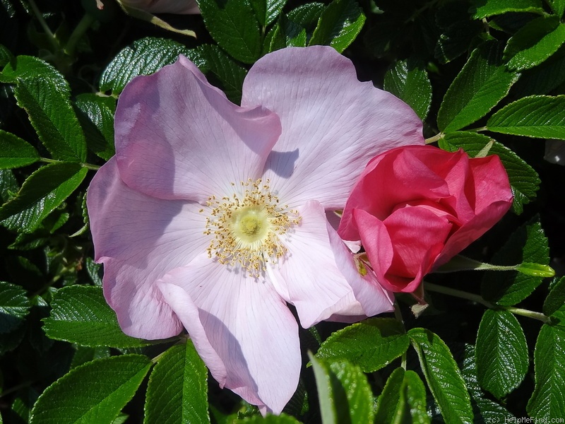 'Fru Dagmar Hastrup' rose photo