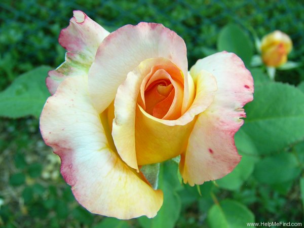 'Adolph Horstmann' rose photo