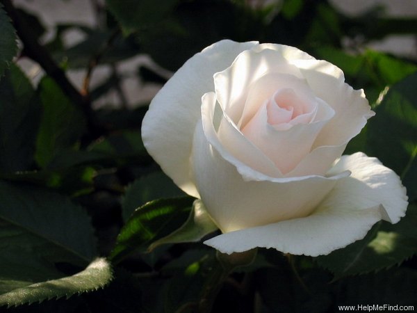 'Margaret Merril (Floribunda, Harkness, 1977)' rose photo