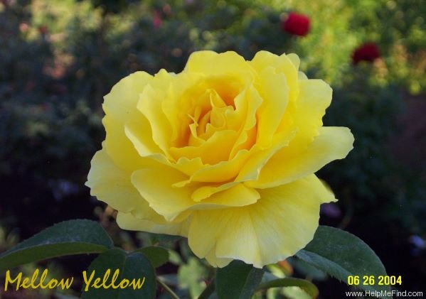 'Mellow Yellow ™ (hybrid tea, Carruth 2000)' rose photo
