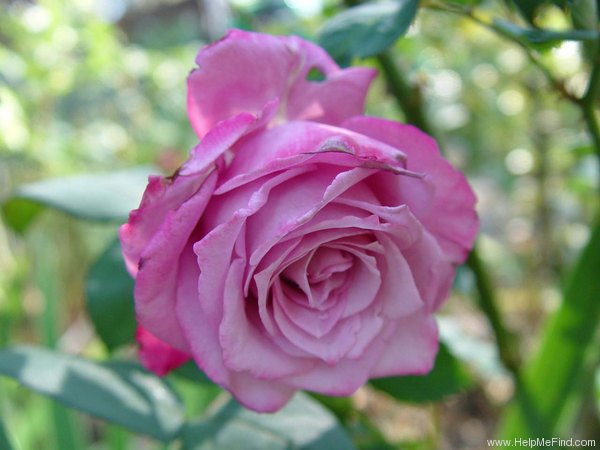 'Cloudland' rose photo