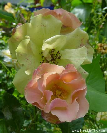 'Greensleeves' rose photo