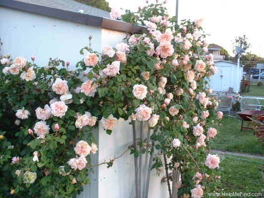 'Gloire de Dijon (Tea Noisette, Jacotot, 1849)' rose photo