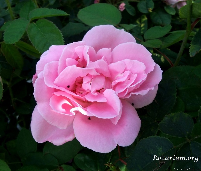 'Astra (hybrid tea, Geschwind, 1890)' rose photo