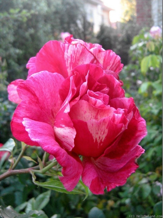 'Guy Savoy' rose photo
