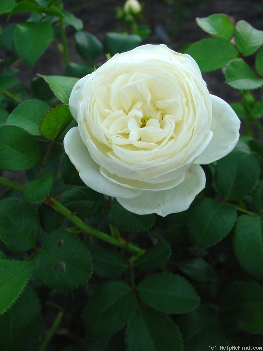 'Artemis ® (shrub, Evers/Tantau, 2004/09)' rose photo