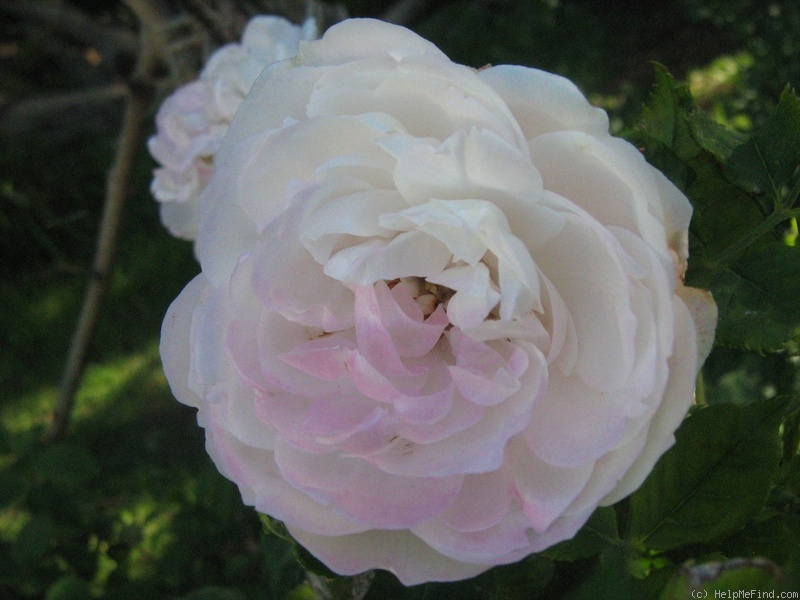 'Madame Pierre Oger (Bourbon, Oger, 1878)' rose photo