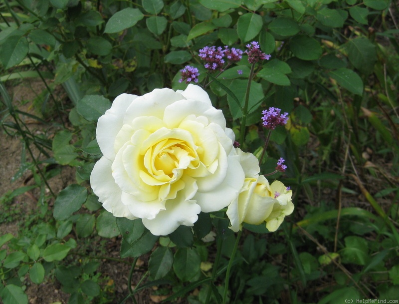 'Elina ®' rose photo