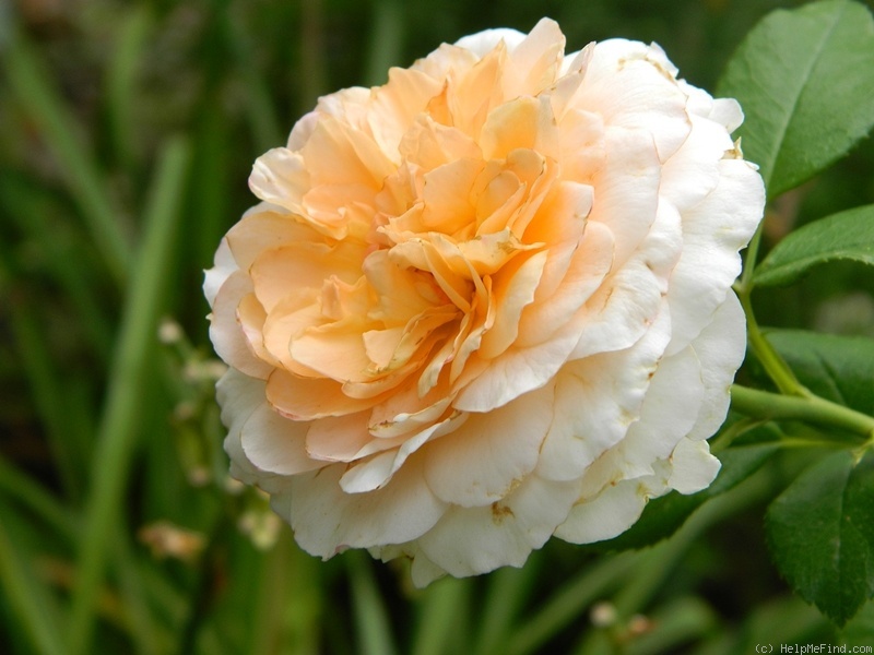 'Schloss Eutin ® Fairy Tale' rose photo