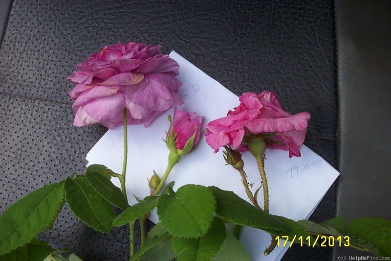 'Robert le Diable (centifolia, Unknown, pre 1849)' rose photo