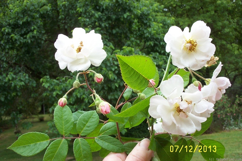 'Trier (Hybrid Multiflora, Lambert, 1904)' rose photo