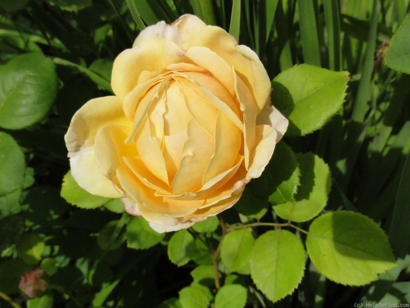 'Charles Darwin ® (shrub, Austin 1991/2001)' rose photo
