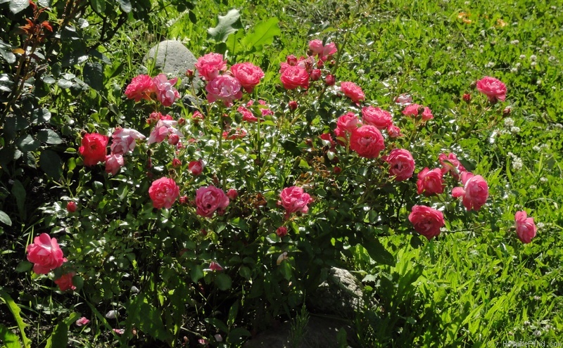 'Charmant ™ (miniature, Kordes 1998)' rose photo